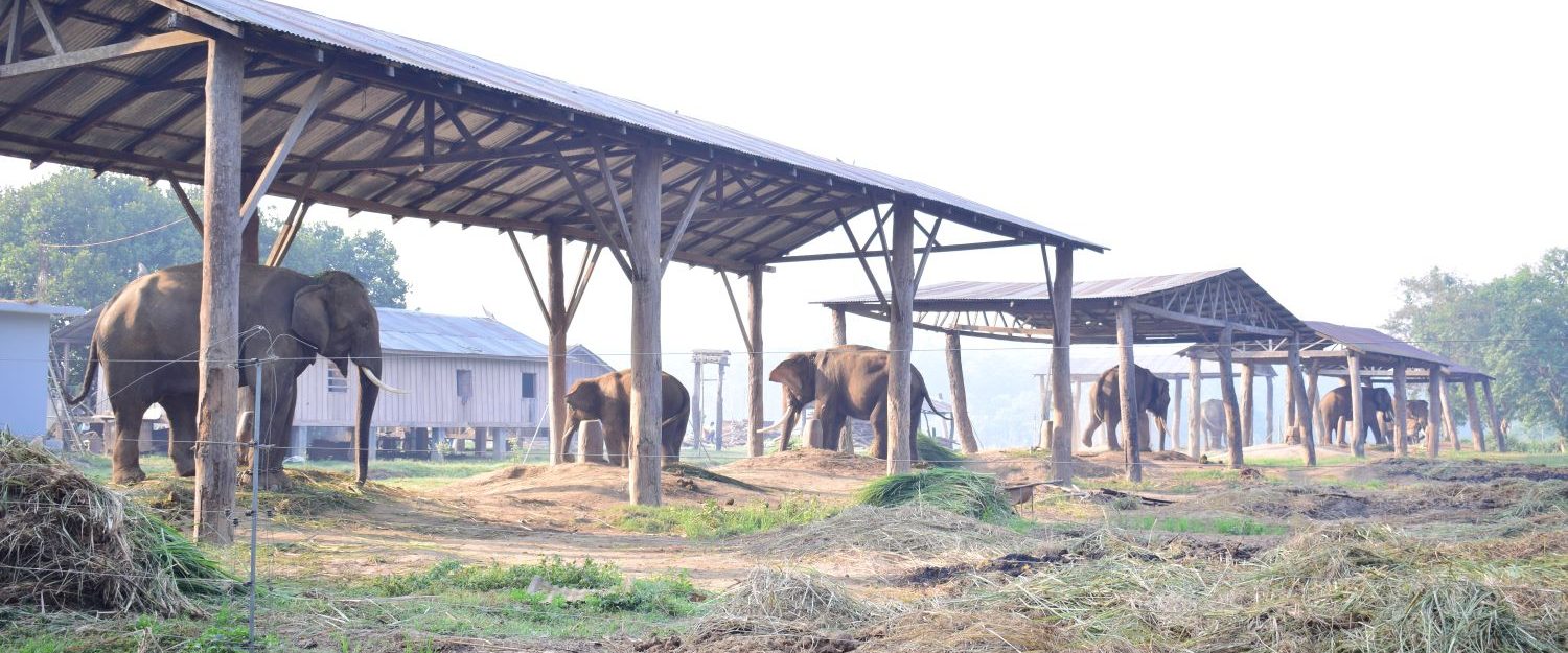 Elephant Breeding Center in Sauraha Best places around Padampur